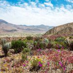 Il deserto fiorito di Atacama, lo strano fenomeno in Cile
