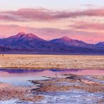 Il deserto fiorito di Atacama, lo strano fenomeno in Cile