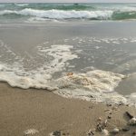 Mare inquinato: attenzione a queste zone di Campania, Calabria e Sicilia