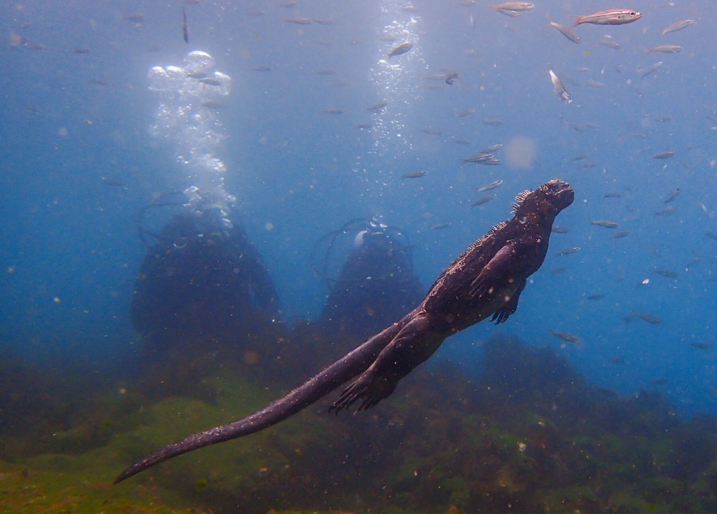 iguana marina godzilla