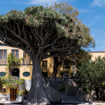 L'albero del Drago in Sicilia