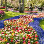 Apertura 2022 del parco più famoso d’Olanda: quando ammirare la fioritura dei tulipani