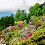 Dove e quando ammirare la fioritura dei rododendri in Italia