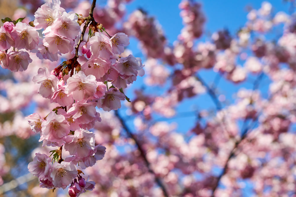 Hanami all’Orto Botanico: i ciliegi in fiore