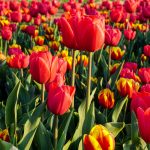 Vicino Milano si trova uno splendido giardino di tulipani