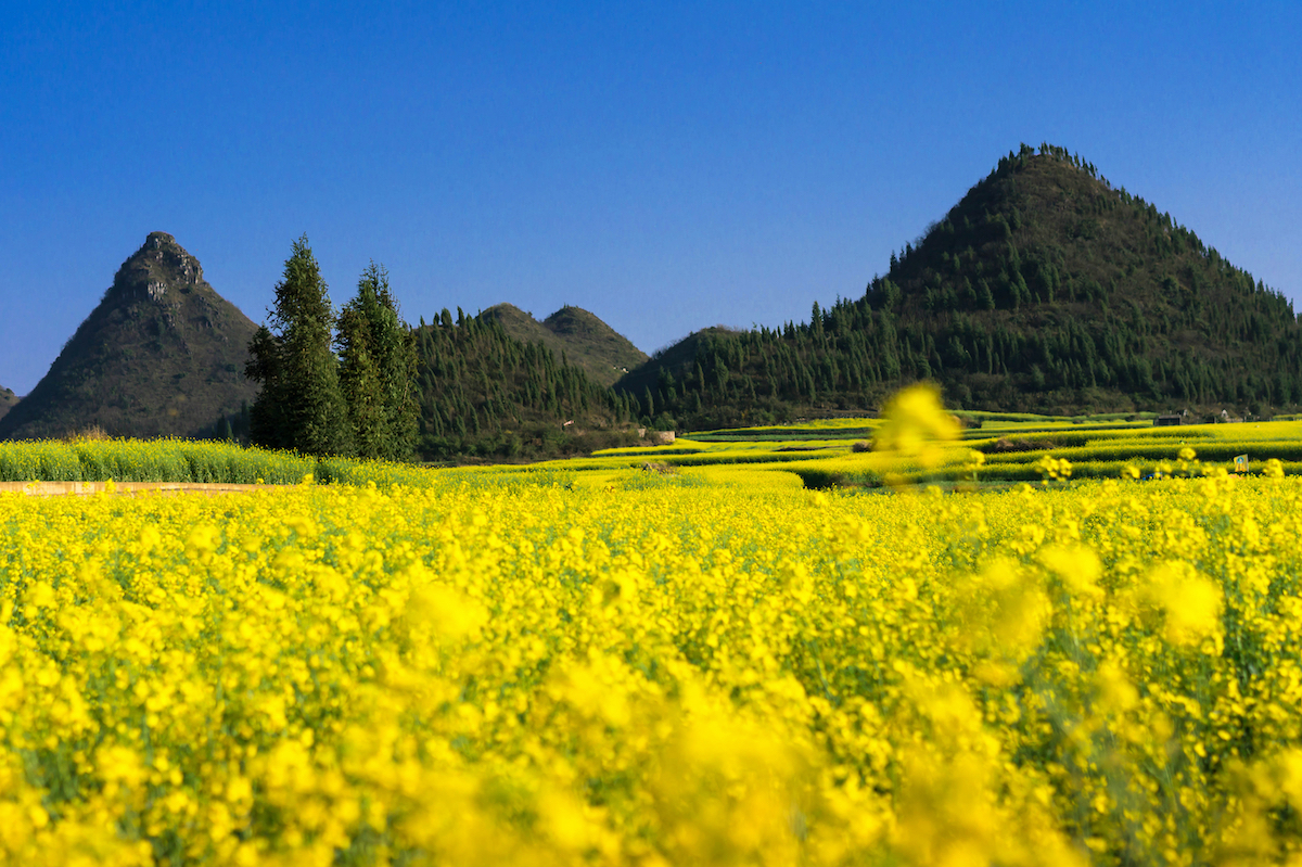 Lo spettacolo dei campi color oro in Cina