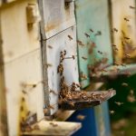La residenza delle api