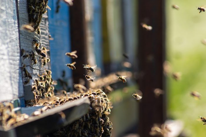 Basilicata, qui puoi dormire circondato da 1 milione di api: è l’unico posto nel mondo