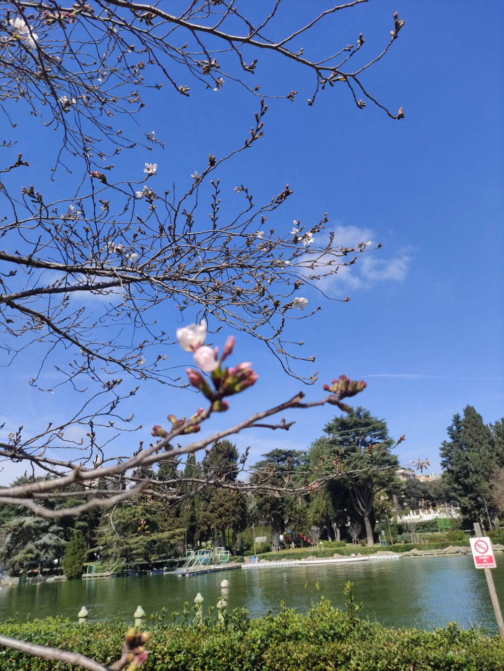 L’Hanami 2024 a Roma, lo spettacolo dei ciliegi in fiore all’Eur: quando andare?