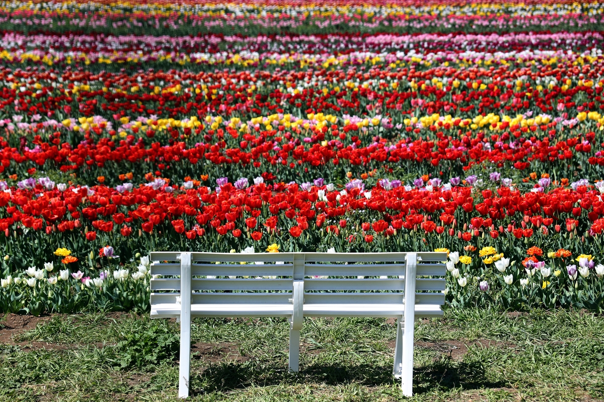Il paradiso dei tulipani a Roma: un self service dove creare il tuo bouquet perfetto