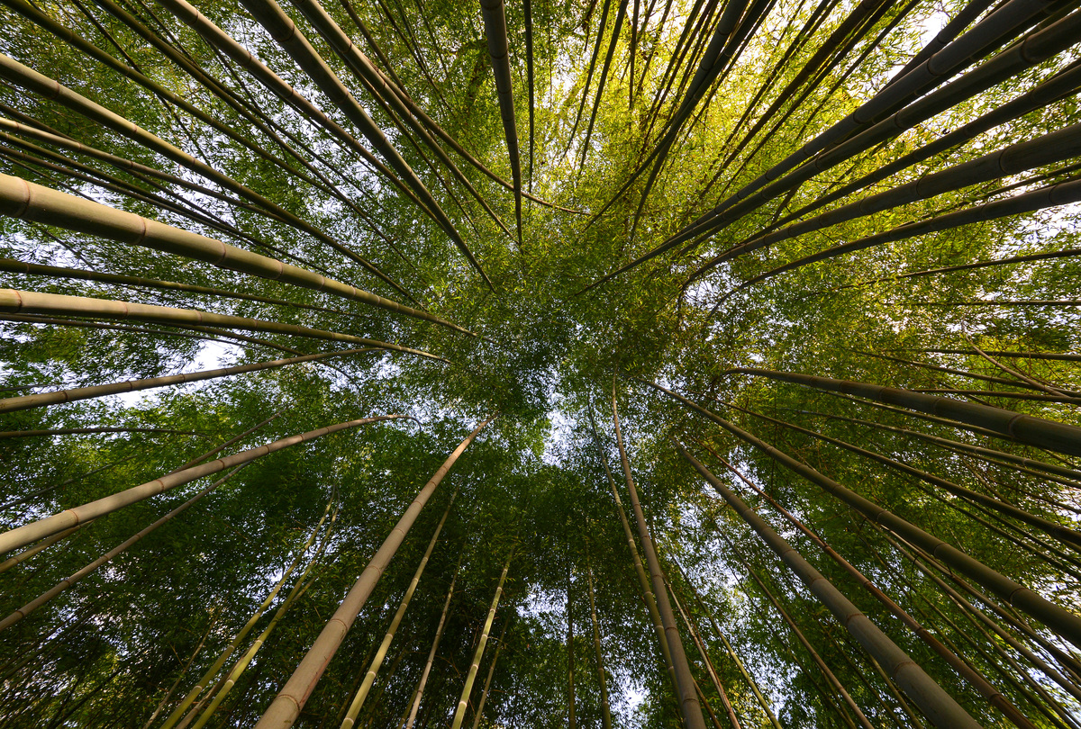 Orto Botanico Roma bambu